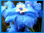 BLUE FLOWER