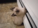 Paws in the fridge