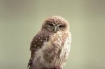 owl smile
