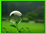 WATER BUBBLE ON PLANT