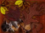 autumn leaves and kitten