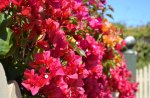 Bougainvillea on fence
