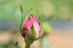 Rose Bud