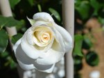 Pretty Rose