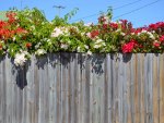 Bougainvillea over fence.