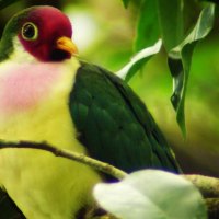 jambu fruit dove
