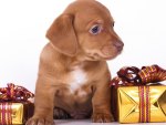A VERY PUPPY CHRISTMAS