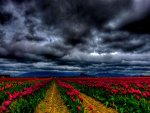 Field under cloudy sky