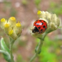 lady bug