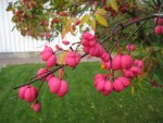 Spindle tree