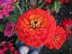 Zinnia