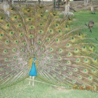 Happy Peacock