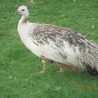 Peacock white female