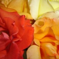 Feel the Delicacy of Nature