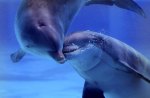 love dolphins