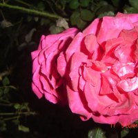 Shocking Pink Rose unplucked