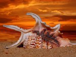 sea shell,sunset