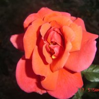 Orange Rose