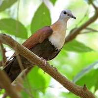 Wetar Ground Dove
