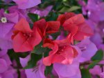 Pretty Bougainvillea