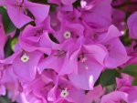 Bougainvillea pink