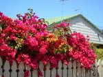 Bougainvillea