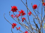 Blue Aussie Sky Red Flowers