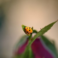 Lady Beetle on rose bud
