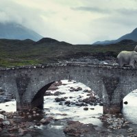 elephants on a bridge