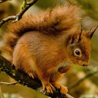 *** Red Squirrel ***