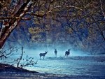 Deer on the River