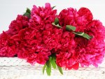 red peonies