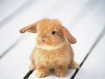 Adorable Fluffy Bunny
