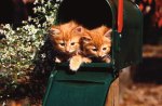 Kitties in the Box