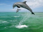 Bottlenose dolphins