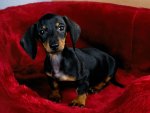 Dachshund Puppy
