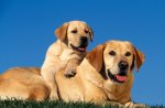 yellow labradors