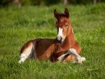 American Paint Foal Laying Down (Horse) - Iowa