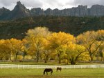 Autumn Horses Grazing - Utah