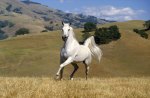 Galloping White Stallion (Horse)