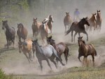 Horse Roundup - Montana