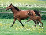 Horses - Mother and Child