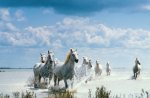 White Horses Running on the Beach