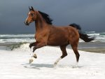 Norwegian Beach - Warmblood Horse