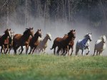 Horses Running - Montana Ranch