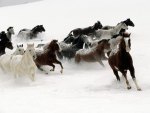 Horses Running through the Snow