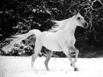 White Stallion