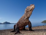 Komodo Dragon - Indonesia
