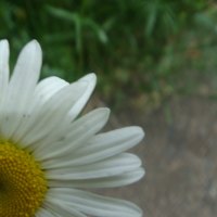 Daisy 1