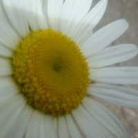 Daisy 2
